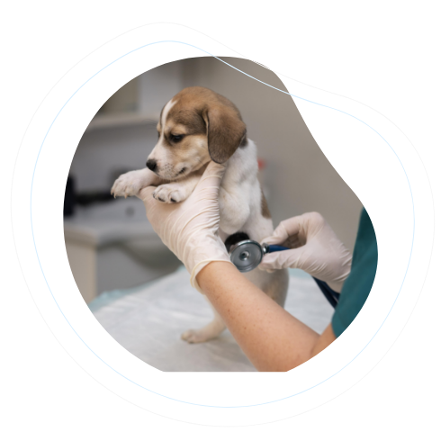 Veterinarian